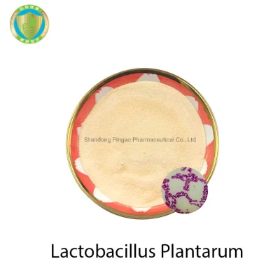  건강 관리 제품 샘플을 이용할 수 있습니다.  고품질 Lactobacillus Plantarum 프로바이오틱 파우더